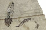 Fossil Wasp With Leaf (Pos/Neg) - Colorado #243390-2